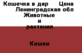 Кошечка в дар!  › Цена ­ 10 - Ленинградская обл. Животные и растения » Кошки   